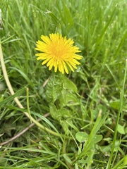 Taraxacum