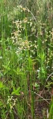 Juncus subnodulosus