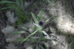 Centaurea fuscomarginata