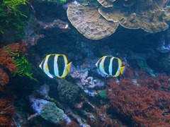 Chaetodon tricinctus