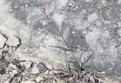 Cyphomeris gypsophiloides