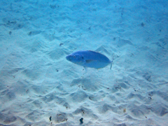 Pseudocaranx