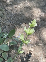 Salvia absconditiflora