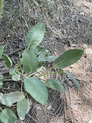 Salvia absconditiflora