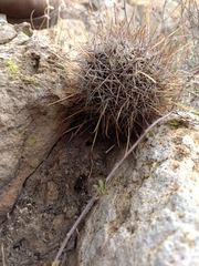 Coryphantha clavata stipitata