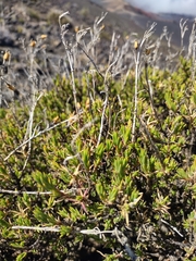 Silene struthioloides