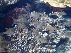 Ostorhinchus norfolcensis