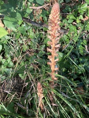 Orobanche hederae