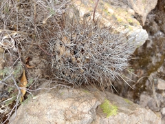 Coryphantha clavata stipitata