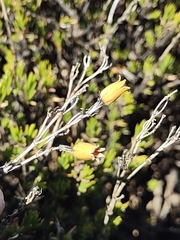 Silene struthioloides