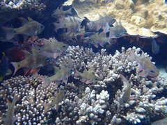 Ostorhinchus norfolcensis