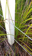 Schoenus brevifolius