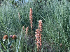 Orobanche hederae