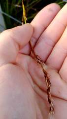 Schoenus brevifolius