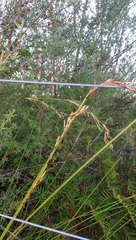 Schoenus brevifolius