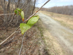 Populus balsamifera balsamifera
