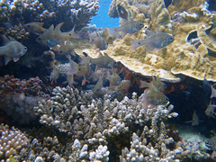 Ostorhinchus norfolcensis