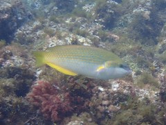 Anampses elegans