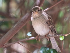 Passer hispaniolensis hispaniolensis
