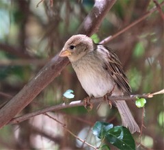 Passer hispaniolensis hispaniolensis
