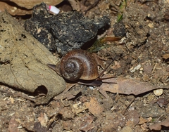 Cyclophorus martensianus