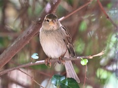 Passer hispaniolensis hispaniolensis