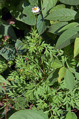 Cosmos caudatus