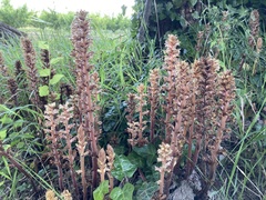 Orobanche hederae