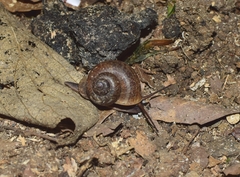 Cyclophorus martensianus