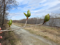 Populus balsamifera balsamifera