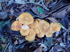 Heimiomyces velutipes