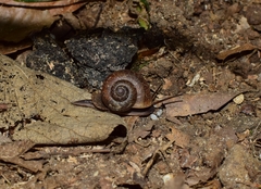 Cyclophorus martensianus
