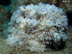 Dendrodoris tuberculosa