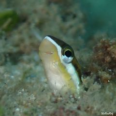 Plagiotremus goslinei