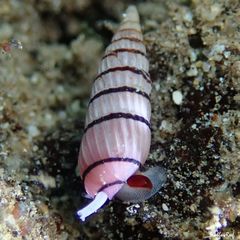Myurella pygmaea