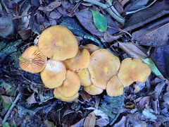 Heimiomyces velutipes