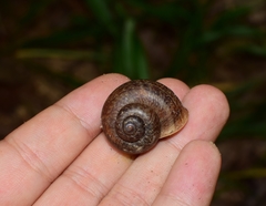 Cyclophorus martensianus