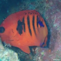 Centropyge loriculus