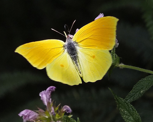 Gonepteryx Eversi