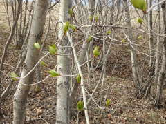 Populus balsamifera balsamifera