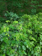 Robinia pseudoacacia