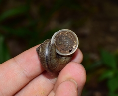 Cyclophorus martensianus