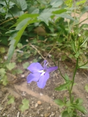 Lobelia erinus