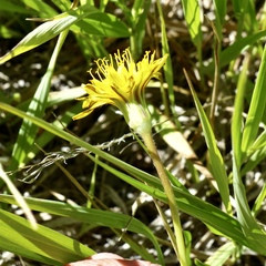 Nothocalais alpestris