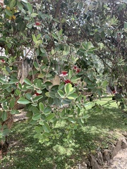 Feijoa
