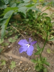 Lobelia erinus