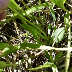 Nothocalais alpestris