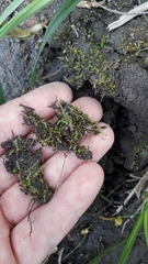 Hygroamblystegium