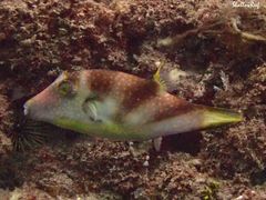 Canthigaster coronata