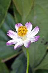 Cosmos caudatus